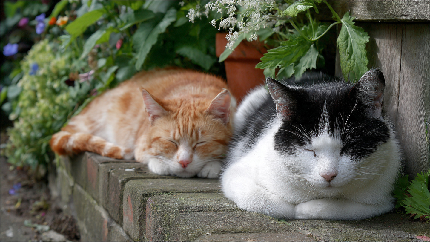gatos_saudaveis_descansando_no_jardim
